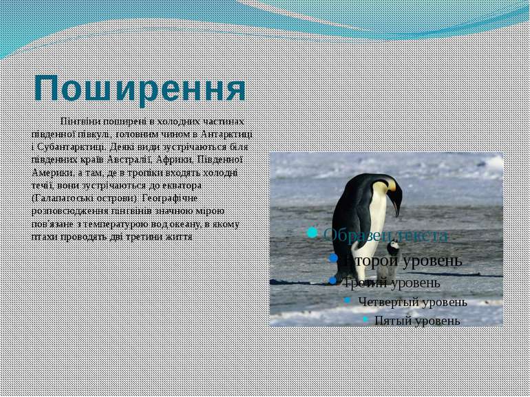 Поширення Пінгвіни поширені в холодних частинах південної півкулі, головним ч...