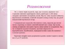 Розмноження Як і у інших видів журавлів, пара, що склалася, відзначає своє з'...