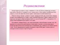 Розмноження Гніздо будується прямо у воді з глибиною 14-28 см[1][3] на мілков...