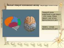 Великі півкулі головного мозку -вищий відділ головного мозкуПередній мозок ро...