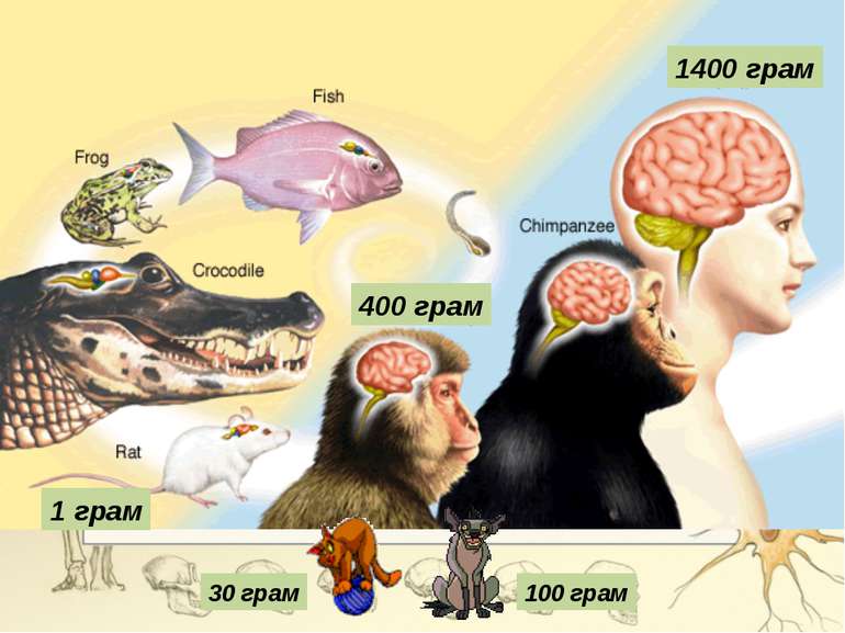 Картинки по запросу головний мозок людини
