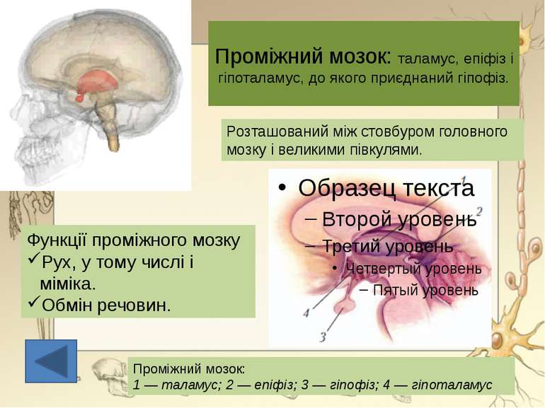Проміжний мозок: таламус, епіфіз і гіпоталамус, до якого приєднаний гіпофіз.