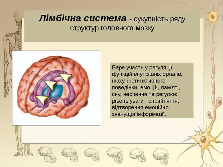 Лімбічна система - сукупність ряду структур головного мозкуБере участь у регу...