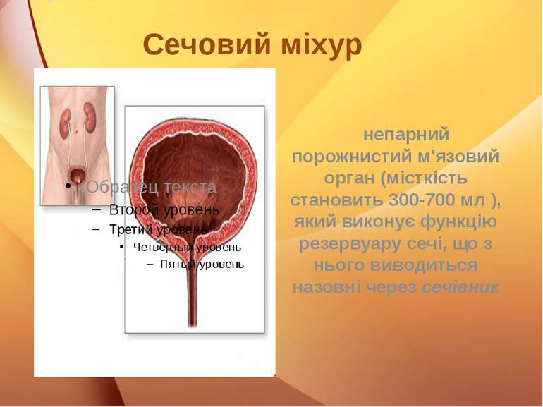 Сечовий міхур непарний порожнистий м'язовий орган (місткість становить 300-70...