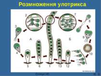 Розмноження улотрикса Сліпчук І.Ю. http://biolicey2vrn.ucoz.ru