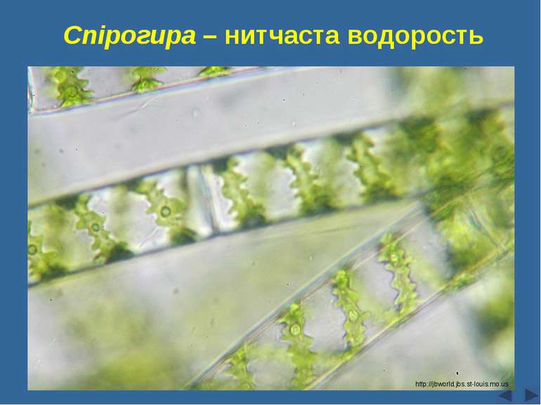 Спірогира – нитчаста водорость Сліпчук І.Ю. http://jbworld.jbs.st-louis.mo.us