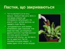 Кувшинчики - ловушки Непентес Тропическое растение-хищник непентес способно л...
