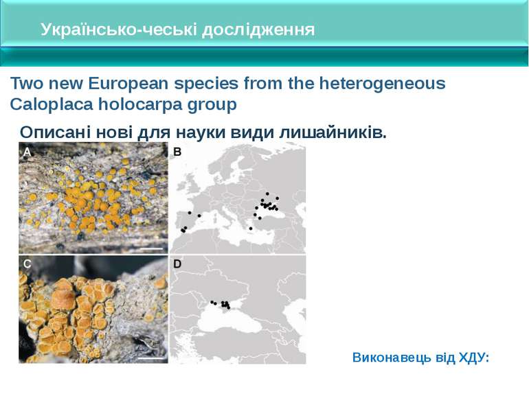 Two new European species from the heterogeneous Caloplaca holocarpa group Опи...