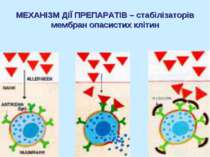 МЕХАНІЗМ ДІЇ ПРЕПАРАТІВ – стабілізаторів мембран опасистих клітин