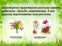 тюльпан шафран Багаторічні трав'янисті рослини мають цибулини , бульби ,корен...