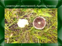 Шампіньйон двосторонній, Agaricus hisporus
