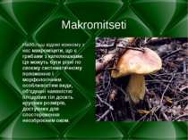 Makromitseti Найбільш відомі кожному з нас макроміцети, що є грибами з капелю...