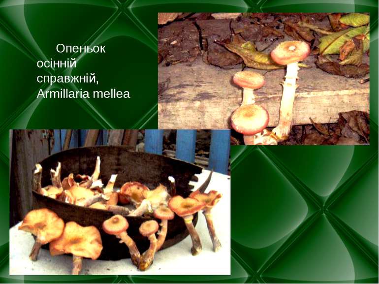 Опеньок осінній справжній, Armillaria mellea