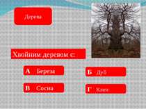 Найвище дерево: А 59 м Б 150 м В 98 м Г 115 м Дерева