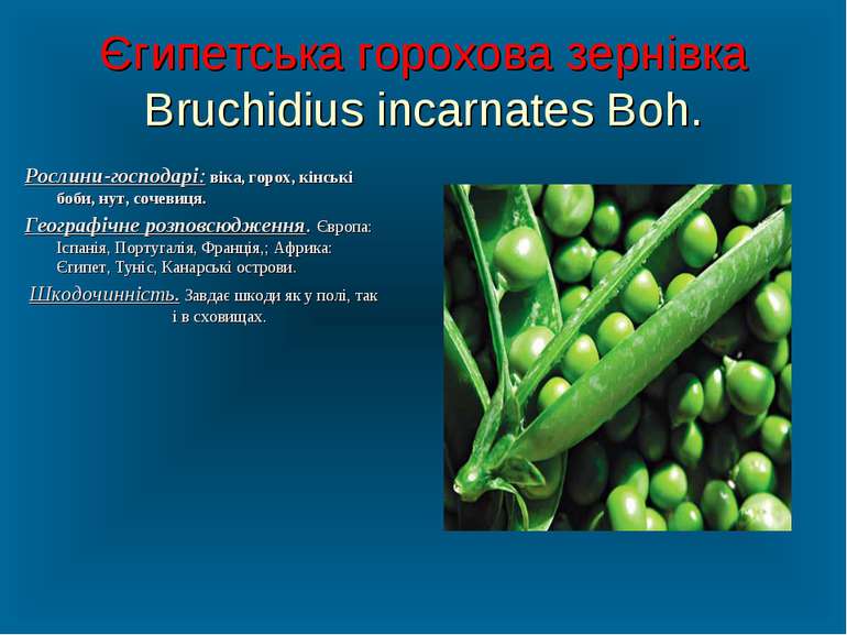 Єгипетська горохова зернівка Bruchidius incarnates Boh. Рослини-господарі: ві...