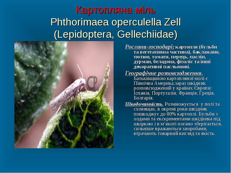 Картопляна міль Phthorimaea operculella Zell (Lepidoptera, Gellechiidae) Росл...