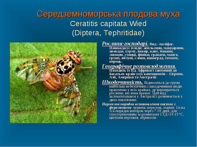 Середземноморська плодова муха Ceratitis capitata Wied (Diptera, Tephritidae)...