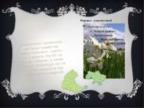 Нарцисс узколистный Многолетнее луковичное растение семейства амариллисовых ....
