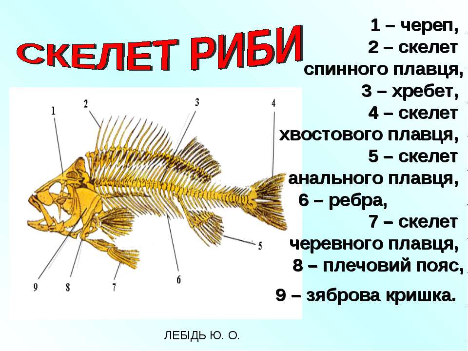 Внутренний скелет костной рыбы. Скелет рыбы строение. Опорно двигательная система рыб схема. Осевой скелет костных рыб. Строение опорно двигательной системы у рыб.