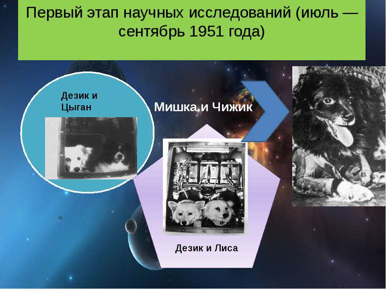 Перший етап наукових досліджень (липень - вересень 1951 року) Ведмедик і Чижи...