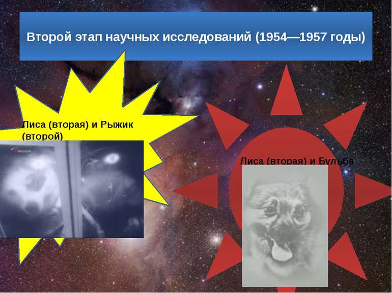 Другий етап наукових досліджень (1954-1957 роки) Лисиця (друга) і Рижик (друг...