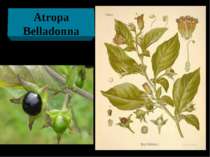 Atropa Belladonna
