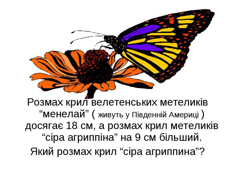 Розмах крил велетенських метеликів “менелай” ( живуть у Південній Америці ) д...
