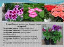 В нашій школі налічується близько 6 видів пеларгонії: Пеларгонія рожева (Pela...
