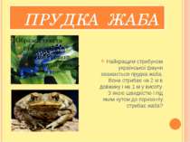 ПРУДКА ЖАБА Найкращим стрибуном української фауни вважається прудка жаба. Вон...
