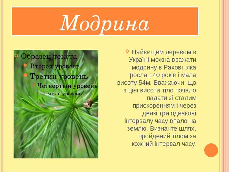 Модрина Найвищим деревом в Україні можна вважати модрину в Рахові, яка росла ...