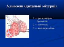 Альвеоли (дихальні міхурці) 1 — респіраторна бронхіола; 2 — альвеола; 3 — кап...