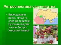Ретроспектива садівництва Вирощування яблук, груші та слив на території Буков...