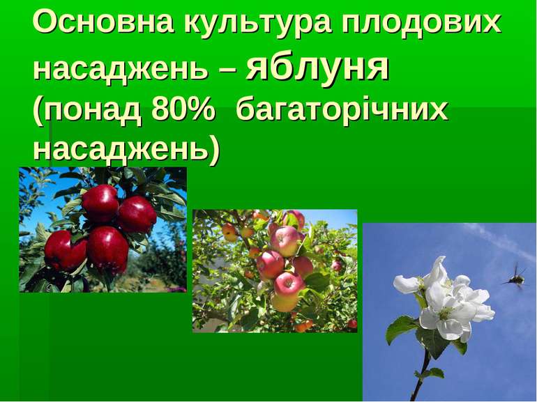 Основна культура плодових насаджень – яблуня (понад 80% багаторічних насаджень)