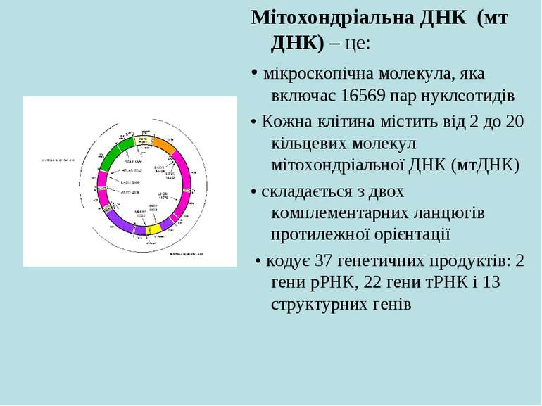 Мітохондріальна ДНК (мт ДНК) – це: • мікроскопічна молекула, яка включає 1656...