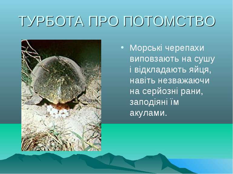 ТУРБОТА ПРО ПОТОМСТВО Морські черепахи виповзають на сушу і відкладають яйця,...
