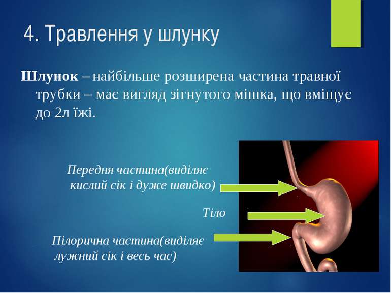 4. Травлення у шлунку Шлунок – найбільше розширена частина травної трубки – м...
