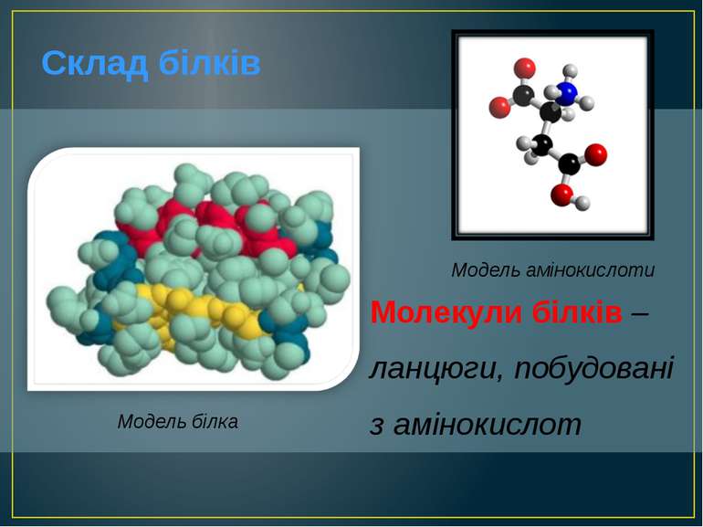 Молекули білків – ланцюги, побудовані з амінокислот Склад білків Модель білка...
