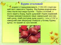 родом із Середземномор’я. У ХІV-ХV сторіччях цей овоч завезли в Україну. Від ...