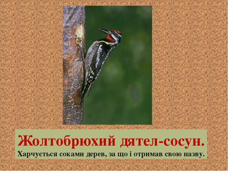 Жолтобрюхий дятел-сосун. Харчується соками дерев, за що і отримав свою назву.