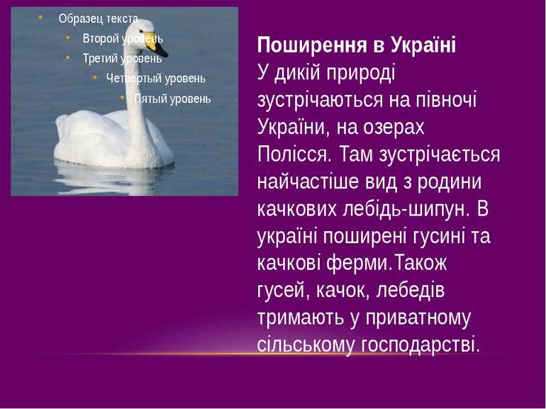 Поширення в Україні У дикій природі зустрічаються на півночі України, на озер...