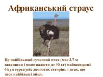 Африканський страус Це найбільший сучасний птах (має 2,7 м заввишки і може ва...