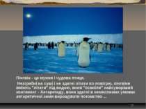 * Пінгвін - це мужня і чудова птиця. Незграбні на суші і не здатні літати по ...