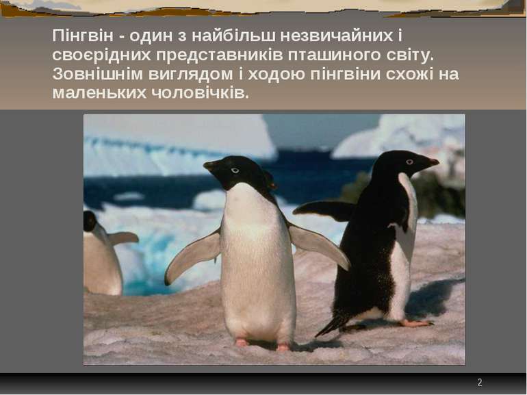 * Пінгвін - один з найбільш незвичайних і своєрідних представників пташиного ...