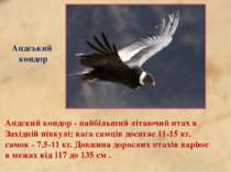 Андський кондор Андский кондор - найбільший літаючий птах в Західній півкулі;...