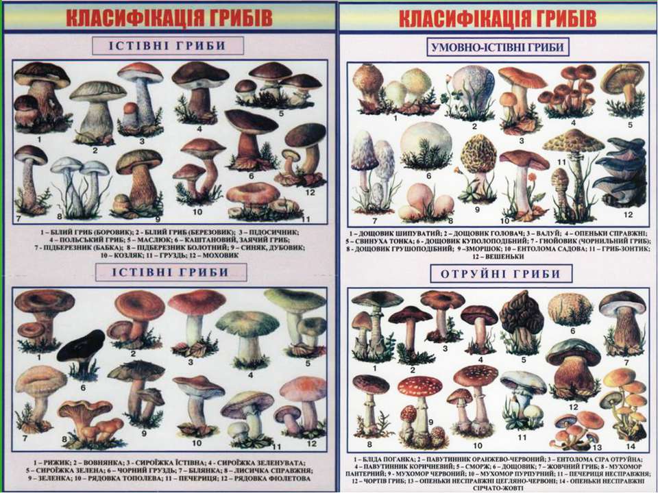 Таблица грибов. Классификация съедобных грибов. Съедобные грибы таблица. Таблица грибы для дошкольников. Грибы классификация таблица для детей.