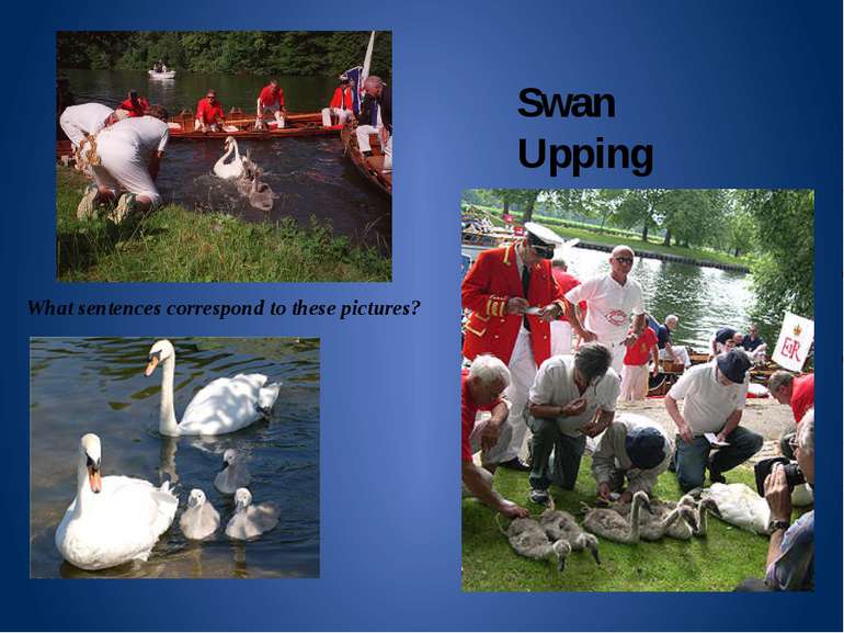 Swan Upping What sentences correspond to these pictures?
