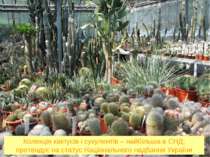 Колекція кактусів і сукулентів – найбільша в СНД; претендує на статус Націона...