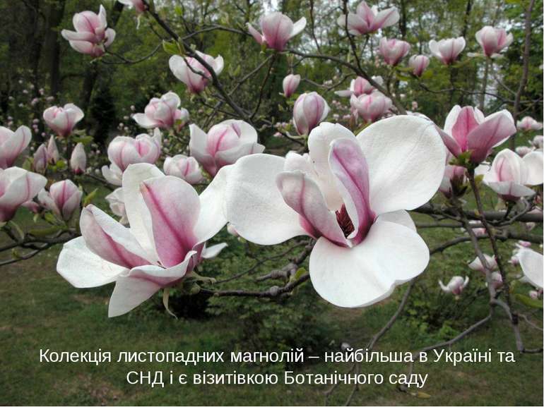 Колекція листопадних магнолій – найбільша в Україні та СНД і є візитівкою Бот...