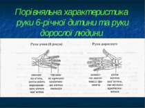 Порівняльна характеристика руки 6-річної дитини та руки дорослої людини