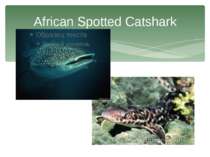 African Spotted Catshark